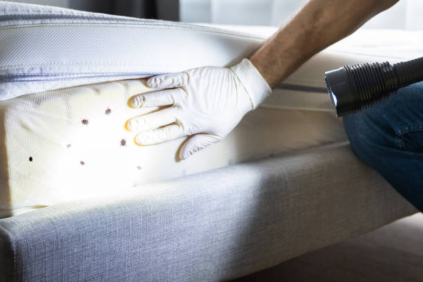Best Pest Removal Services  in Belton, SC